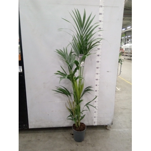 Howea forsteriana
