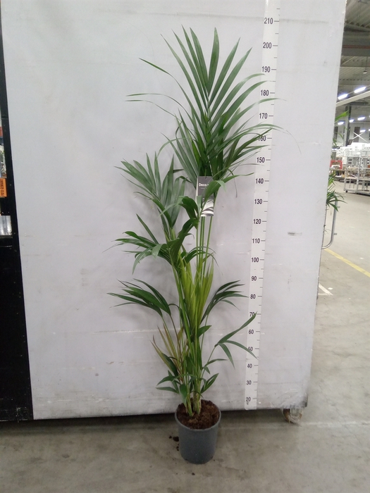 <h4>Howea forsteriana</h4>