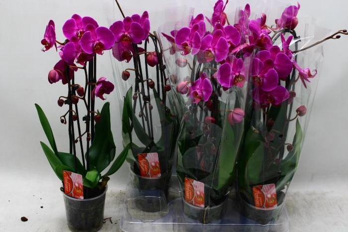 PHAL CASCADE PURPLE 2 TAK