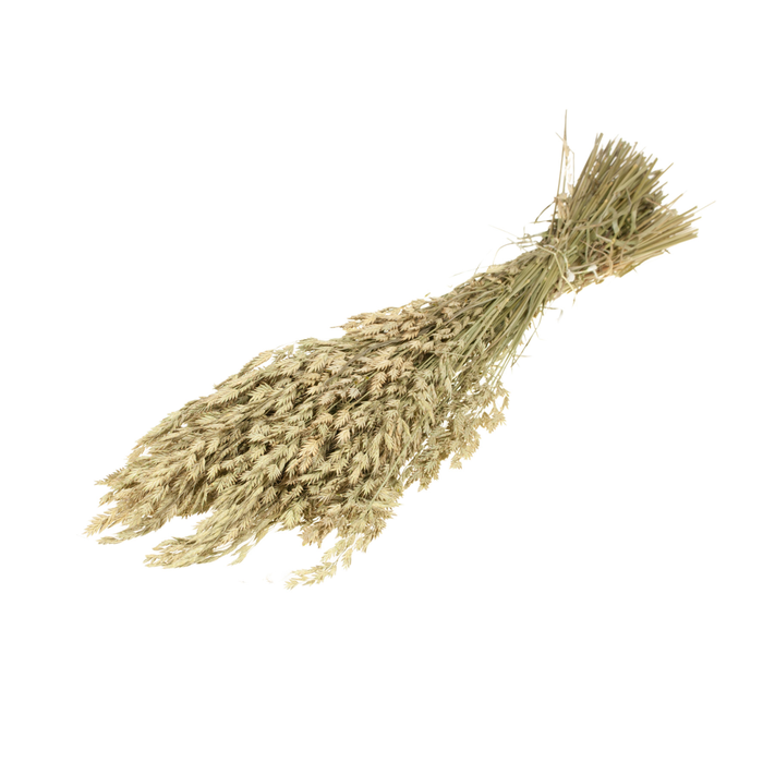 <h4>Bromus Secalinus Natural Green</h4>