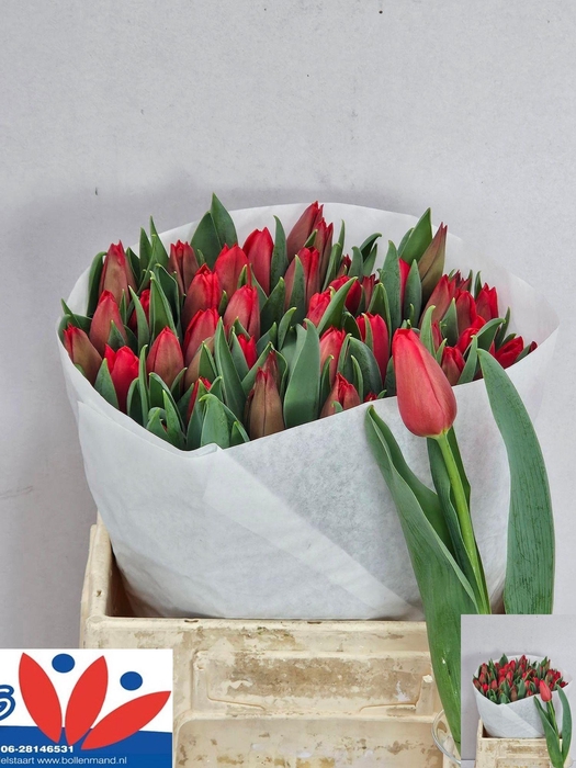 <h4>TU EN OSCAR</h4>