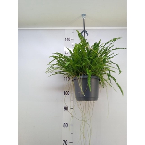 Nephrolepis cord. 'Duffii'