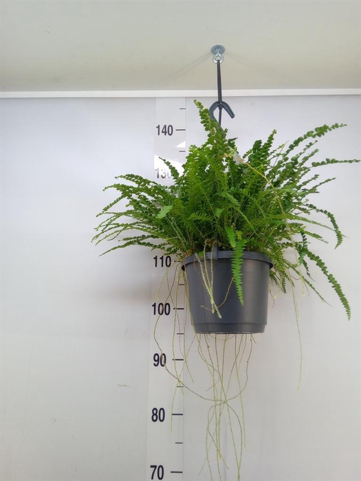 <h4>Nephrolepis cord. 'Duffii'</h4>