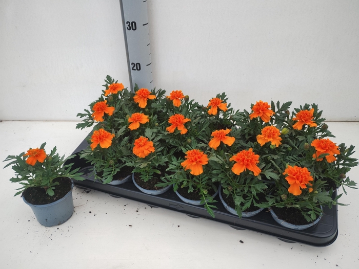 <h4>TAG ER TAISH ORANGE</h4>