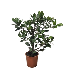Ficus Cyathistipula