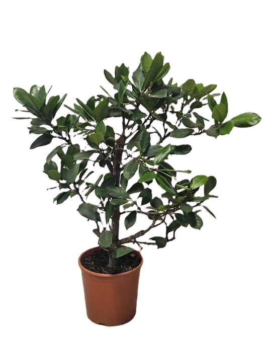 <h4>Ficus Cyathistipula</h4>