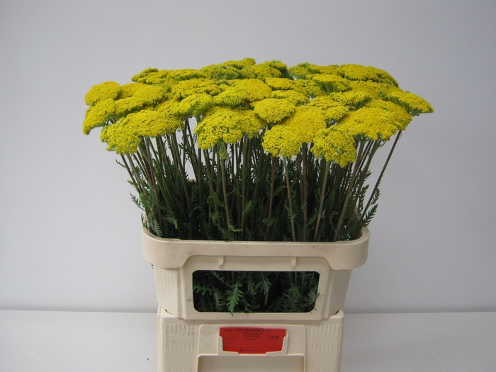<h4>ACHIL F PARK VARIETY</h4>