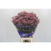 Limonium sinuatum Pink Diamond