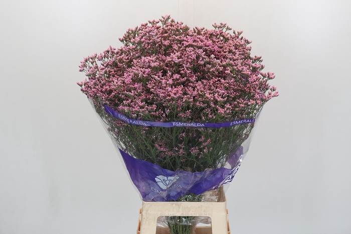 Limonium sinuatum Pink Diamond