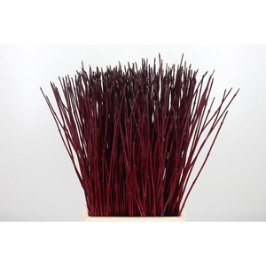 Cornus Alba Siberica