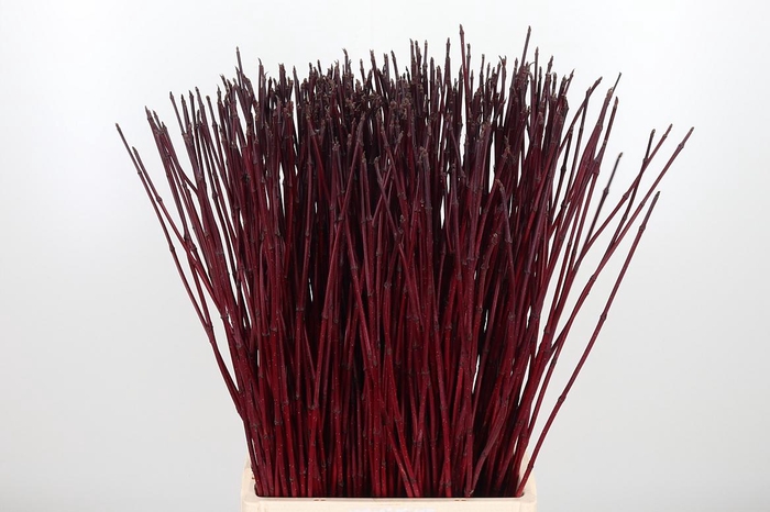 <h4>Cornus Alba Siberica</h4>