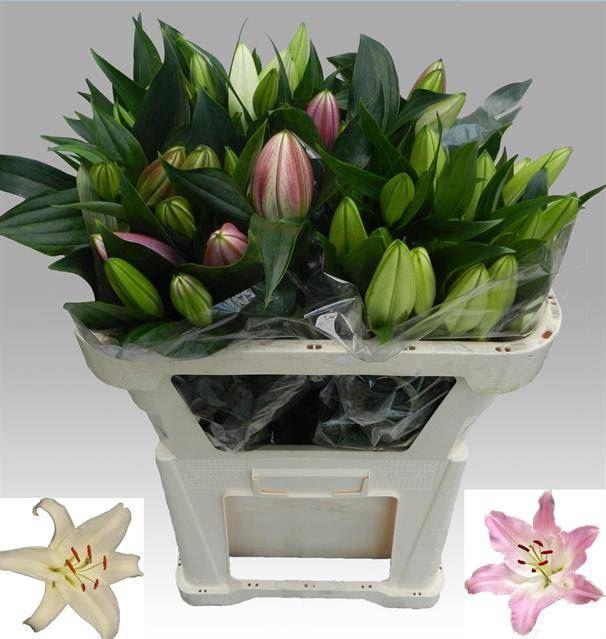 <h4>LI OR OV PINK</h4>