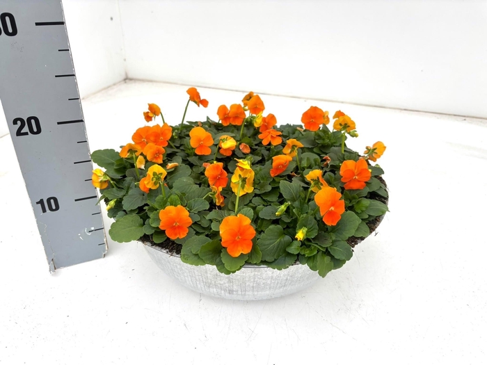 <h4>VIO CO SORBET GEM</h4>