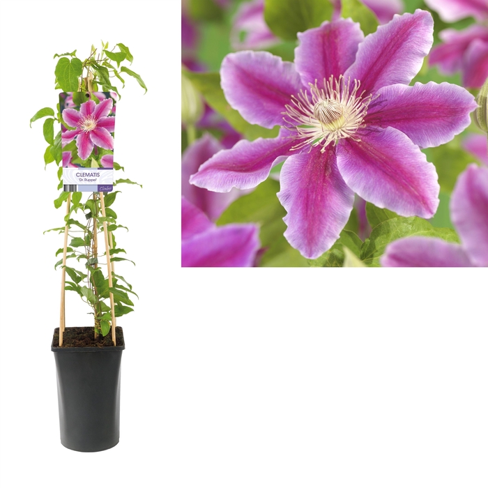 <h4>Clematis 'Dr. Ruppel' +light label</h4>