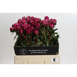 Paeonia Kansas
