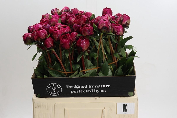 Paeonia Kansas