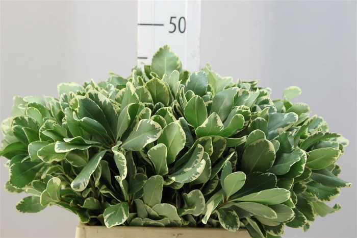 <h4>Pittosporum Ilan 40</h4>