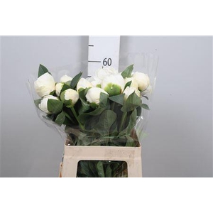 Paeonia Bridal Shower | Heavy Quality