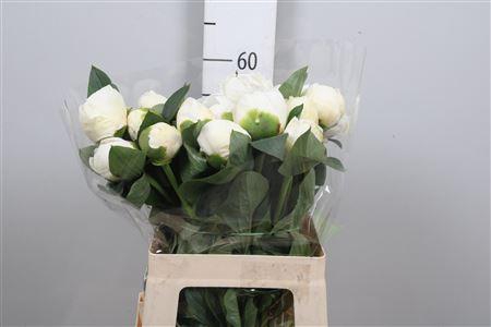 <h4>Paeonia Bridal Shower | Heavy Quality</h4>