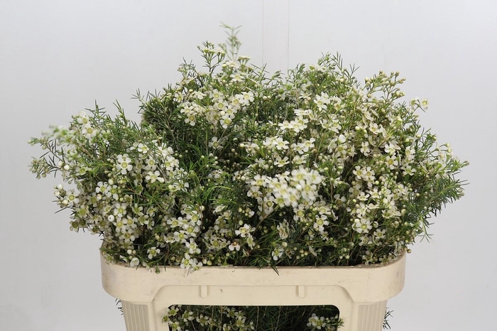 <h4>Chamelaucium Majestic White</h4>