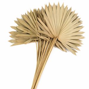 Dried Sun Spear Natural