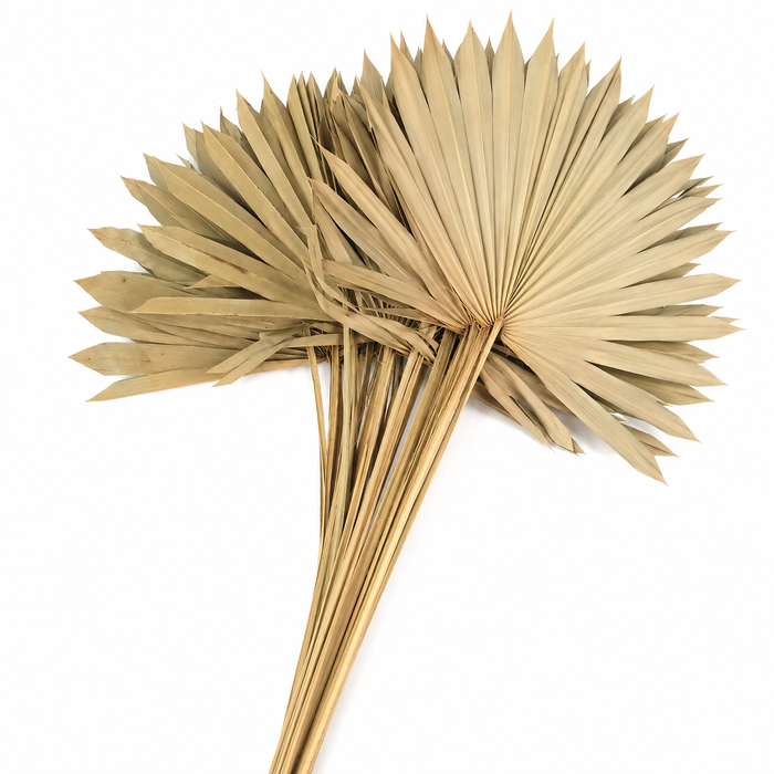 <h4>Dried Sun Spear Natural</h4>