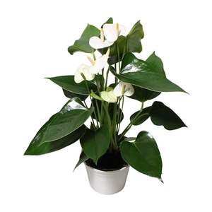 Anthurium XL.13 Arisa White 17cm