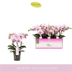 Phal Ov Roze Make Up 3 Tak