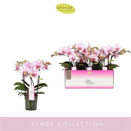 <h4>Phal Ov Roze Make Up 3 Tak</h4>