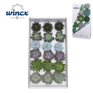 Echeveria Basic Mix (wincx) Cutfl (6 Spcs) Wincx-8