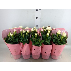 Rosa  'Infinity'   ...mix