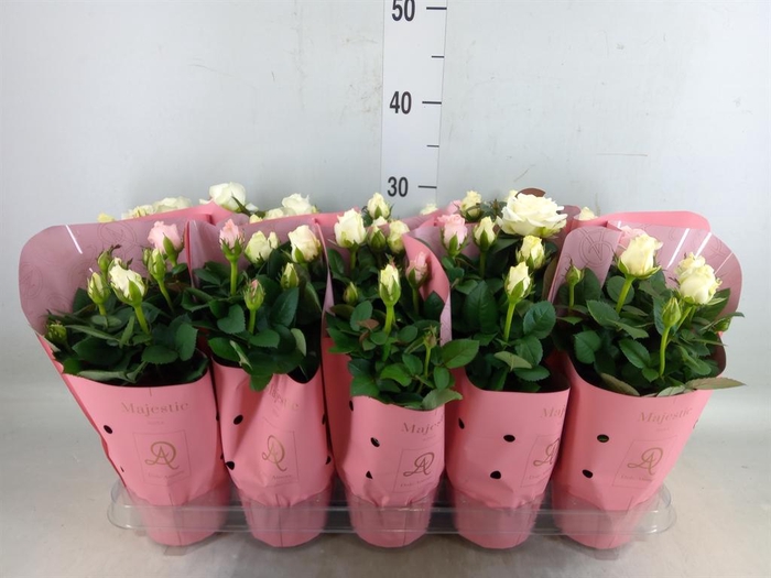 <h4>Rosa  'Infinity'   ...mix</h4>