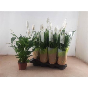 Spathiphyllum 'Strauss'