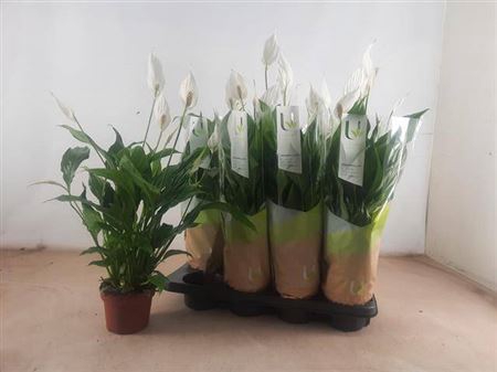 <h4>Spathiphyllum 'Strauss'</h4>