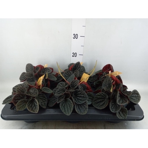 Peperomia