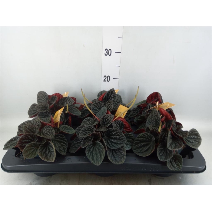 <h4>Peperomia</h4>