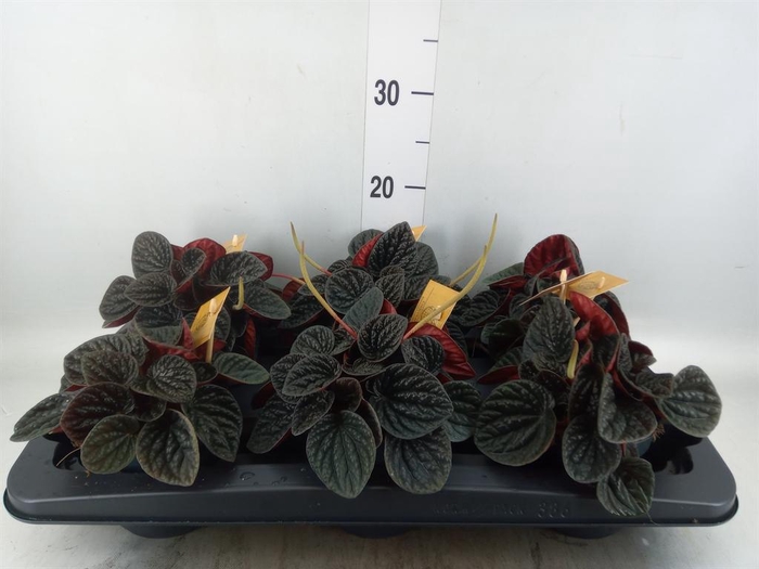 Peperomia