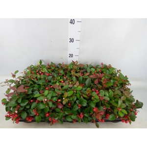 Gaultheria proc. 'Big Berry'