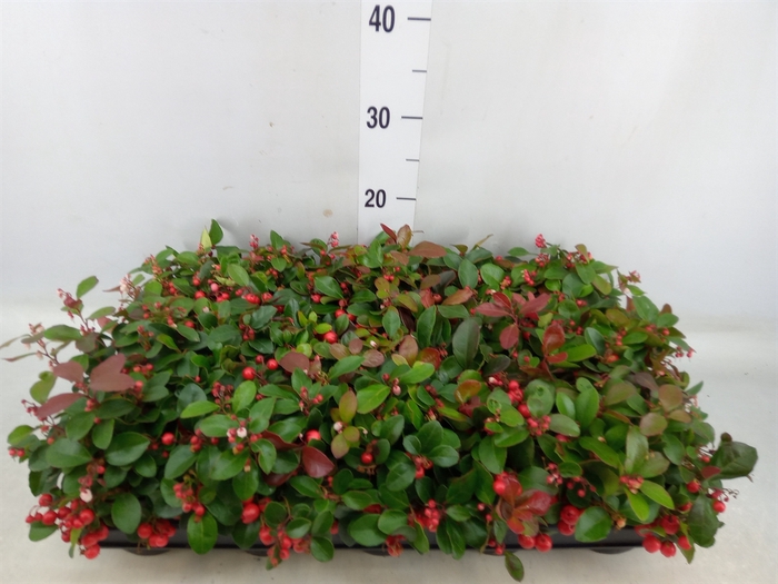 <h4>Gaultheria proc. 'Big Berry'</h4>