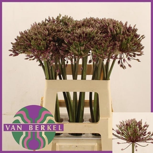 ALLIUM SPIDER
