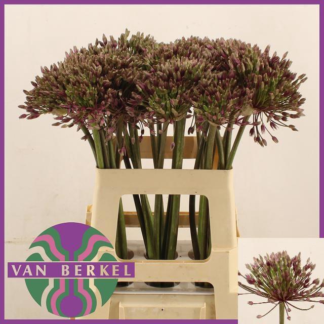 <h4>ALLIUM SPIDER</h4>