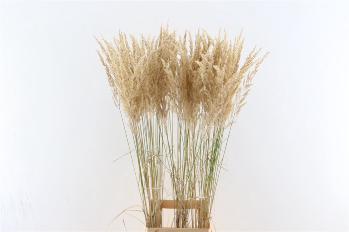 <h4>Siergras Calamagrostis Brachy</h4>