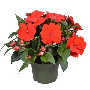 Impatiens NG 'Tamarinda Dark Red'