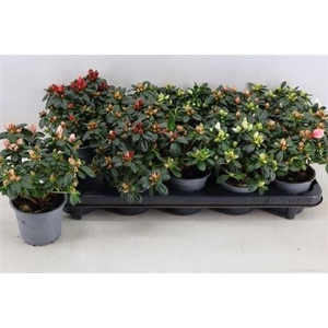 Rhodo Si Gem