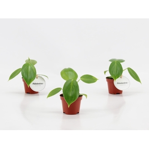 Philodendron Pittieri