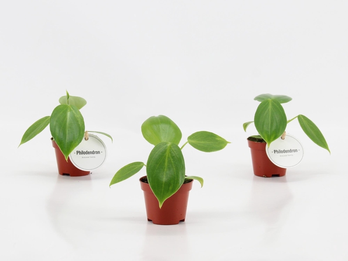 <h4>Philodendron Pittieri</h4>