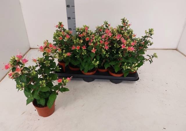 <h4>FUCHSIA W JUBELTEEN</h4>