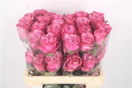 <h4>R Gr Ec Country Blues</h4>