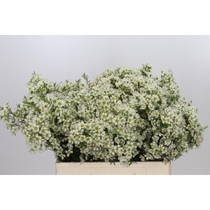 Chamelaucium Ivory Pearl