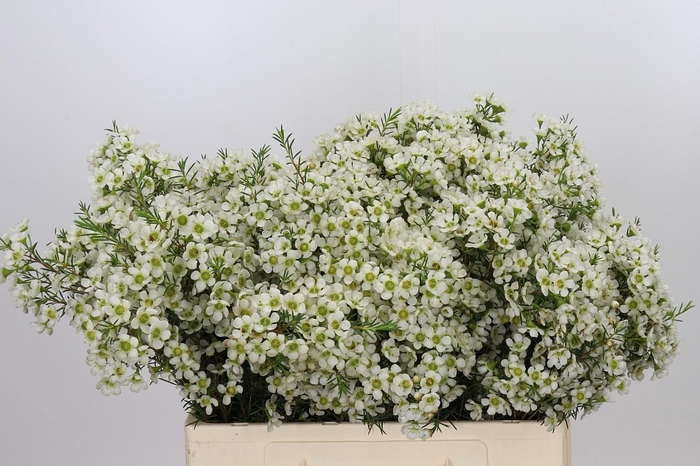 <h4>Chamelaucium Ivory Pearl</h4>